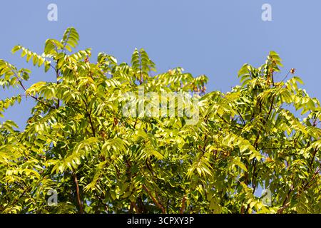 Nahaufnahme von hellgrünen Blättern auf Ästen vor klarem blauem Himmel. Die Lamellen sind dicht und hintergrundbeleuchtet, wodurch Lichter entstehen. Stockfoto