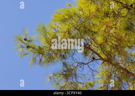 Ein niedriger Winkel von einer Kiefer mit grünen Nadeln und braunen Kegeln vor einem klaren blauen Himmel, der den Großteil des Rahmens ausfüllt. Stockfoto