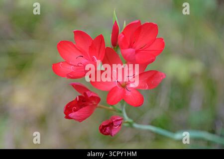 Hellrote Hesperantha coccinea „Major“, Karmesinflaggenlilie in Blüte. Stockfoto