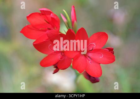 Hellrote Hesperantha coccinea „Major“, Karmesinflaggenlilie in Blüte. Stockfoto