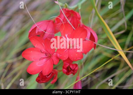 Hellrote Hesperantha coccinea „Major“, Karmesinflaggenlilie in Blüte. Stockfoto