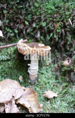 Wilde braune Pilze, die auf moosigem Waldboden mit Herbstblättern wachsen, Nahaufnahme von Pilzen in Waldhabitat. St. Mary, Holmbury, England Stockfoto