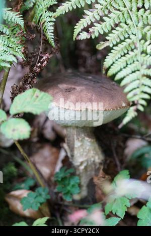 Boletuspilz mit brauner Kappe wächst zwischen Farnblättern auf Waldboden im Waldhabitat. St. Mary, Holmbury, England Stockfoto