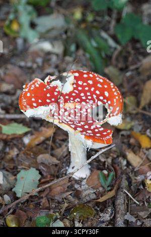 Beschädigter Fliegenpilz mit gebrochener und perforierter roter Kappe auf einem Waldboden. St. Mary, Holmbury, England Stockfoto