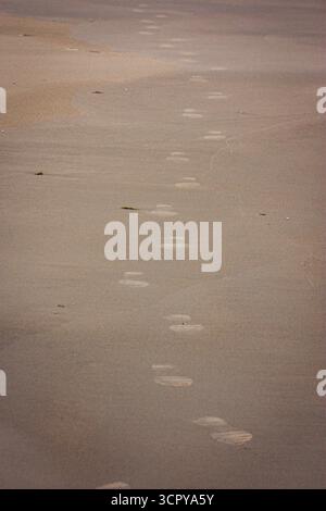 Nahaufnahme menschlicher Fußabdrücke in nassem Sand an einem Sandstrand. Natürliche Textur und minimale Zusammensetzung. Stockfoto