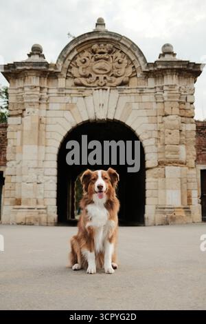 Brauner australischer Schäferhund, der vor einem alten Steintor in der Kalemegdan-Festung in Belgrad sitzt. Reisen mit Haustier-Konzept. Stockfoto