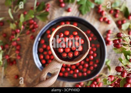 Frische Weißdornbeeren in Rotwein auf einem Holzlöffel über einer Schüssel, Blick von oben Stockfoto