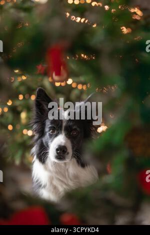 Vertikales Porträt eines niedlichen Border Collie mit Weihnachtsdekoration. Flache Tiefe des Feldes des des bezaubernden Schwarzweiß-Hundes mit grünem Festdekor. Stockfoto