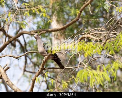 Gemeine Smaragdtaube (Chalcophaps indica) Komodo Nationalpark, Indonesien Stockfoto