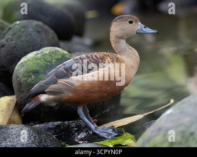 Fulvous Whistling Duck oder Fulvous Tree Duck (Dendrocygna bicolor) Bali Bird Park, Indonesien, Gefangenschaft Stockfoto