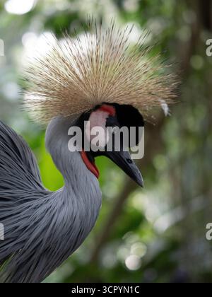 Graukräne (Balearica regulorum) Bali Bird Park, Indonesien, Gefangenschaft Stockfoto