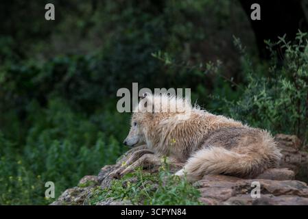 Holzwolf, Canis Lupus lycaon, fotografiert im Lobo Park Antiquera, Andalusien, Spanien Stockfoto