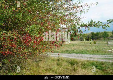 Landschaft mit Krataegus-Baum mit Reifen roten Beeren und Schotterweg auf grünem Grasfeld Stockfoto