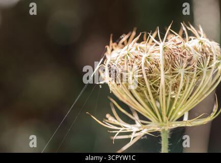 Europäische Gartenspinne (Araneus diadematus), eine Webspinne, auf Chobham Common, Surrey Stockfoto
