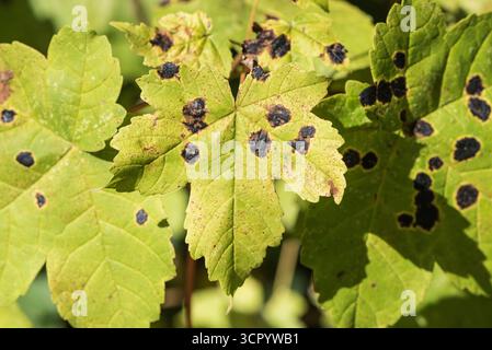 Flecken von Black Teer Spot (Rhytisma acerinum) ein Pilz auf Sycamore-Blättern. Chobham Common, Surrey Stockfoto