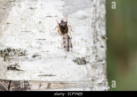 Paarungswaldkäfer (Pentatoma rufipes) auf einer Silberbirke. Chobham Common, Surrey Stockfoto