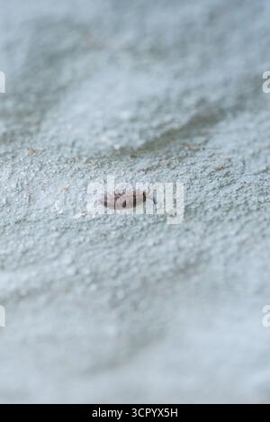 Armadillidium vulgare (Armadillidium vulgare) an einer Wand an der Longcross Station in Surrey Stockfoto