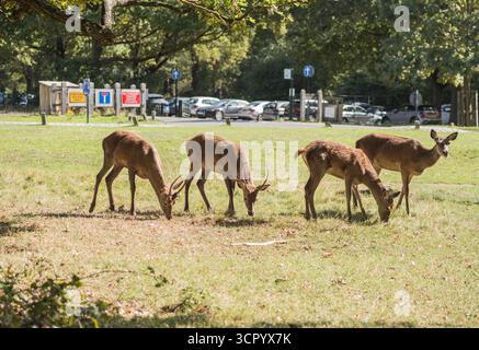 Jagdgruppe junger Hirsch (Cervus elaphus) im Richmond Park mit der Straße und einem Parkplatz im Hintergrund Stockfoto