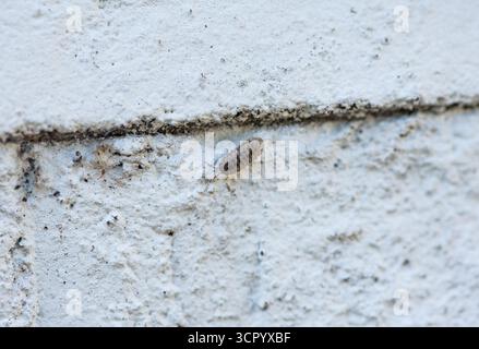 Armadillidium vulgare (Armadillidium vulgare) an einer Wand an der Longcross Station in Surrey Stockfoto