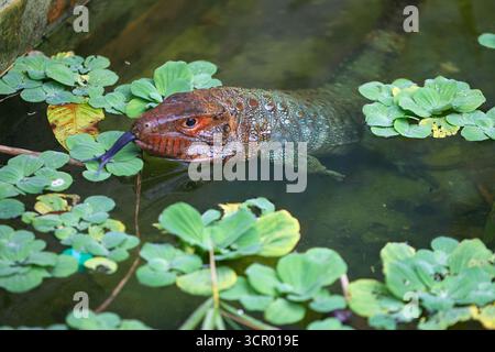 Die schwer fassbare Dracaena-Eidechse, perfekt an die Amazonaswelt angepasst. Zum Teil Reptilien, zum anderen Flussgeist. Pacaya Samiria Peru. Stockfoto