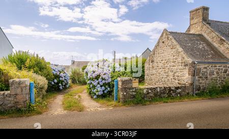 Eine ruhige Dorfszene mit einem Steinhaus, blauen Torpfosten und üppigen Hortentensie-Sträuchern entlang einer sonnendurchfluteten Straße, in der Nähe von Pointe du Raz in der Bretagne Stockfoto