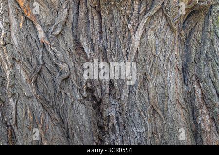 Nahaufnahme eines Baumstamms. Die Struktur der Baumrinde. Stockfoto