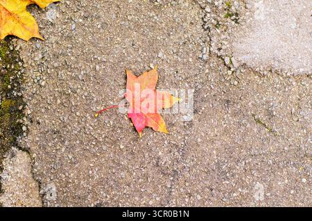 Einzelnes rotes und gelbes Ahornblatt auf rauem Beton Stockfoto