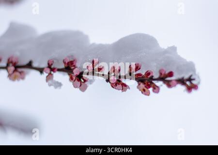 Zarte rosa Pflaumenblüten bedeckt mit frischem Schnee auf Baumzweigen. Jahreszeitlicher Kontrast von Frühfrühlingsblumen und Winterfrost in der Natur. Stockfoto