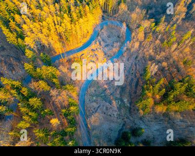 Eine gewundene Straße führt durch einen dichten Wald, umgeben von hohen Bäumen, die in goldenen Tönen schimmern. Die Landschaft zeigt die Schönheit der Natur, die in warmes Sonnenlicht getaucht ist. Stockfoto