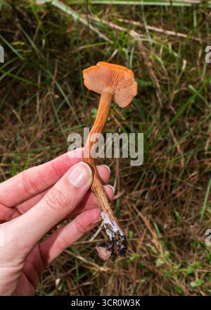 Laccaria laccata (Deceiver) Wildpilz in São Francisco de Paula - Brasilien Stockfoto