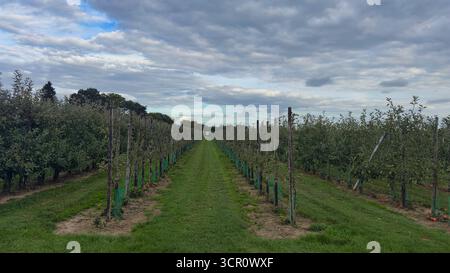 Apfelplantagen in Reihen unter bewölktem Himmel mit grünem Gras und Atmosphäre der Erntezeit Stockfoto