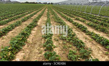 Erdbeerpflanzen, die in landwirtschaftlichen Gewächshausreihen wachsen, modernes Ackerfeld mit grünen Blättern und Boden in der Frühlingssaison Stockfoto