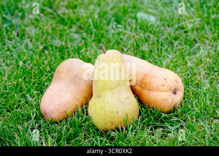 Drei frische reife Birnen auf grünem Gras Stockfoto