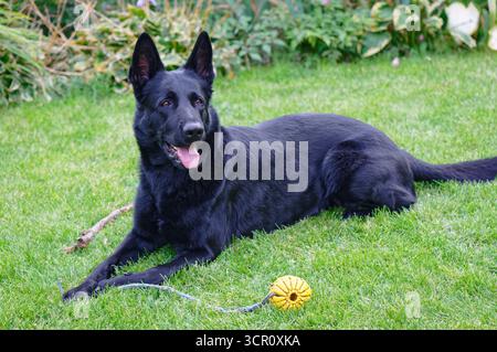 Schwarzer deutscher Schäferhund auf grünem Grasfeld Stockfoto