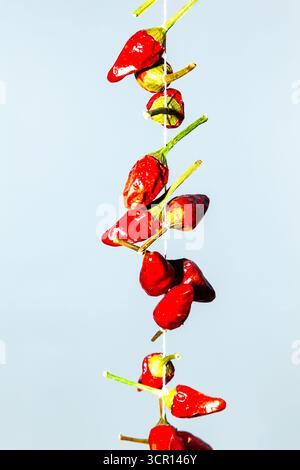 Scharfe getrocknete rote Paprika, auf weißem Hintergrund. Stockfoto