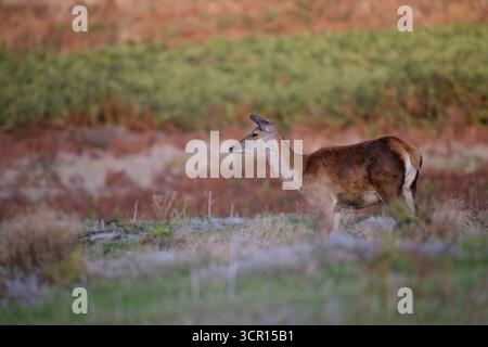 Rotwild halten unter den Bracken im Bradgate Park, Leicester, England. Stockfoto