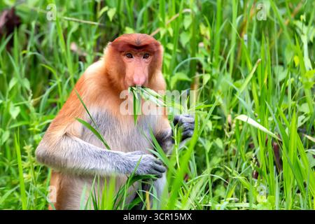 Proboscis Affen Bekantan oder nasalis larvatus fressen Blätter im Tanjung Puting Nationalpark, Indonesien. Insel Kalimantan Borneo. Stockfoto