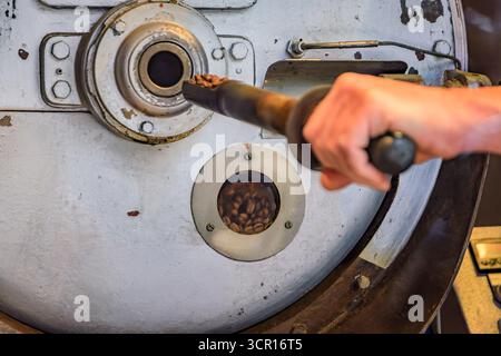 Der Kaffeeröster prüft frisch geröstete Bohnen mit einer Probenahmesonde, um in einer handwerklichen Kaffeerösterei in Zürich, Schweiz, perfekte Qualität zu erzielen Stockfoto