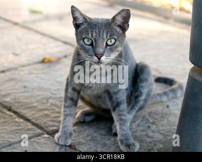 Graue Straßenkatze mit grünen Augen auf einer sonnendurchfluteten Steinoberfläche auf Gran Canaria. Die Katze blickt auf die Kamera, wachsam und ruhig. Stockfoto