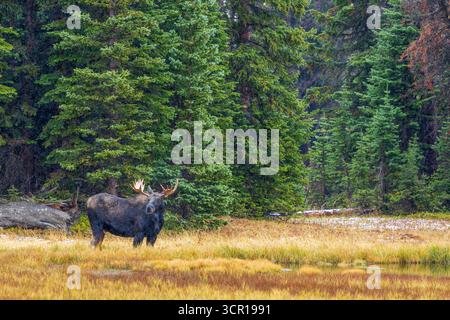 Ein Bullenelch (Alces Alces) im Wald von Wyoming in einem leichten Schnee Stockfoto