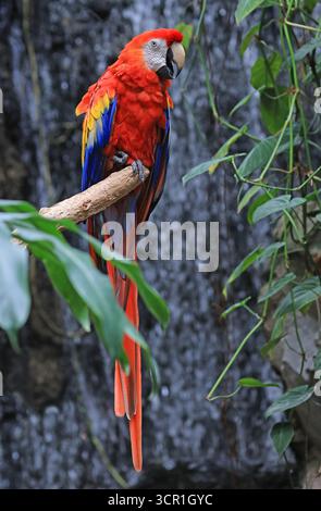 Scharlachrot Gelb und Blauer Papagei in den Dschungel Stockfoto