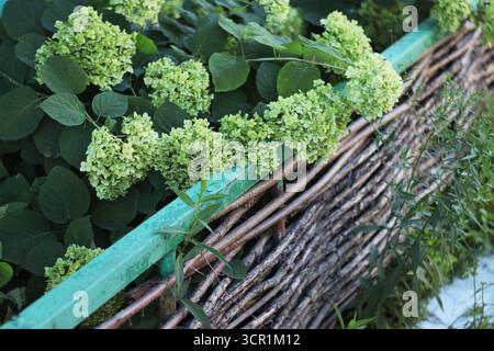 Nahaufnahme von Hortensie Blumen mit üppigen grünen Blättern auf einem rustikalen Weidenzaun im Freien. Blick auf den natürlichen Garten perfekt für Postkarten, umweltfreundliches Design, Stockfoto