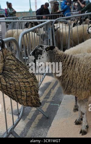 London, Großbritannien. 28. September 2025. Schafe auf der Southwark Bridge kurz vor der Fahrt über die Brücke. Die jährliche Wohltätigkeitsveranstaltung, die von der Worshipful Company of Woolmen organisiert wird, sieht 1000 Freemen of the City of London mit ihren Gästen und Familien, die ihr historisches Recht haben, ihre Schafe gebührenfrei über die Themse zu fahren und dabei die Spuren der alten Handelsrouten Londons zu verfolgen. Stockfoto