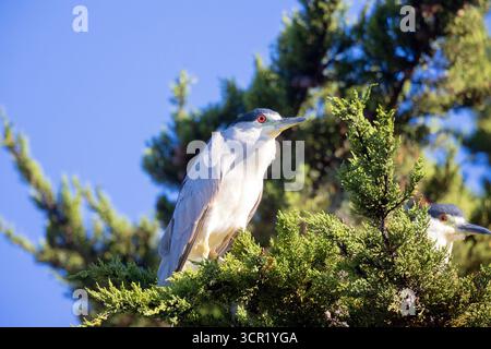 Schwarz gekrönter Nachtreiher im Kiefernbaum Stockfoto