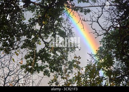 Die tosende Kraft der Victoria Falls, gekrönt von einem leuchtenden Regenbogen, wo Erde, Wasser und Himmel sich in reinem Staunen vereinen. Stockfoto