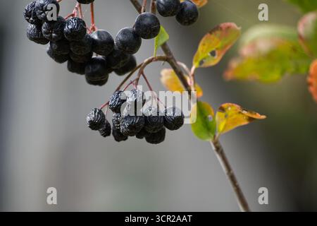 Eine detaillierte Makroaufnahme dunkler, faltiger schwarzer Apfelbeeren, die an einem schlanken Zweig hängen, eingerahmt von verstreuten Herbstblättern. Perfekt für Natur, Obst Stockfoto