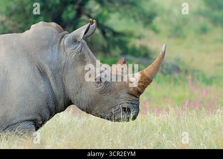 Nahporträt eines gefährdeten Weißen Nashorns (Ceratotherium simum) in Naturraum Südafrika Stockfoto