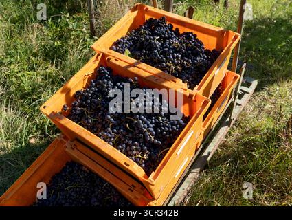 DEU , DEUTSCHLAND : Weinlese im Ahrtal bei Dernau , 19.09.2025 DEU , DEUTSCHLAND : Weinlese im Ahrtal bei Dernau , 19.09.2025 *** DEU , DEUTSCHLAND Weinlese im Ahrtal bei Dernau , 19 09 2025 DEU , DEUTSCHLAND Weinlese im Ahrtal bei Dernau , 19 09 2025 Stockfoto