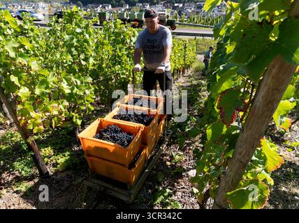 DEU , DEUTSCHLAND : Weinlese im Ahrtal bei Dernau , 19.09.2025 DEU , DEUTSCHLAND : Weinlese im Ahrtal bei Dernau , 19.09.2025 *** DEU , DEUTSCHLAND Weinlese im Ahrtal bei Dernau , 19 09 2025 DEU , DEUTSCHLAND Weinlese im Ahrtal bei Dernau , 19 09 2025 Stockfoto
