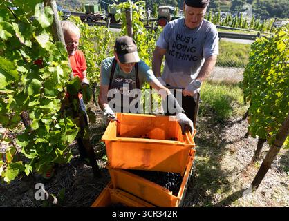DEU , DEUTSCHLAND : Weinlese im Ahrtal bei Dernau , 19.09.2025 DEU , DEUTSCHLAND : Weinlese im Ahrtal bei Dernau , 19.09.2025 *** DEU , DEUTSCHLAND Weinlese im Ahrtal bei Dernau , 19 09 2025 DEU , DEUTSCHLAND Weinlese im Ahrtal bei Dernau , 19 09 2025 Stockfoto